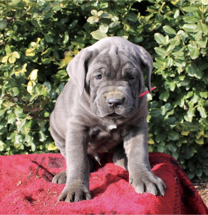 comprar cachorros sanos, baratos y asequibles para la venta